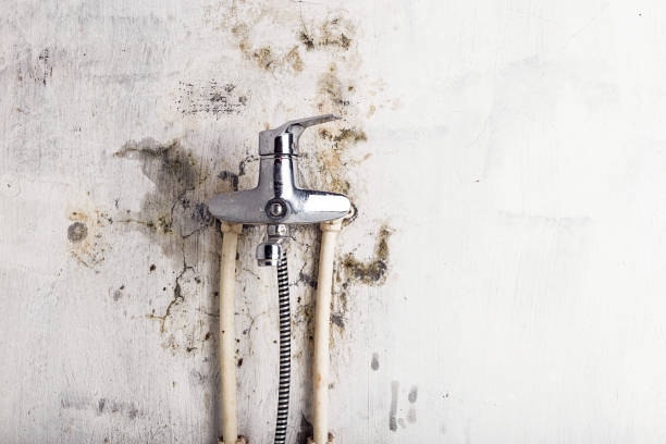 Best Localized Mold Remediation (e.g., coastal areas, humid climates) in Grand Haven, MI