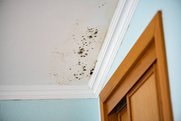 Best White Mold Remediation in Grand Haven, MI