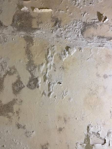 Best Crawl Space Mold Remediation in Grand Haven, MI
